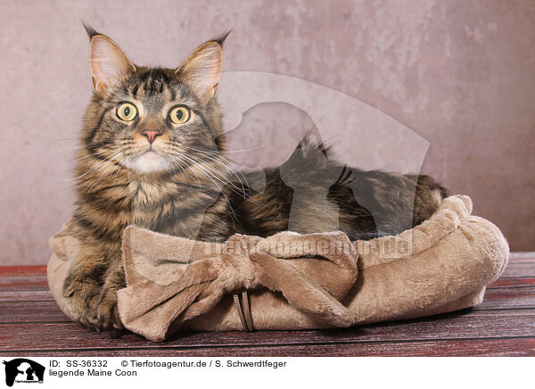 liegende Maine Coon / lying Maine Coon / SS-36332