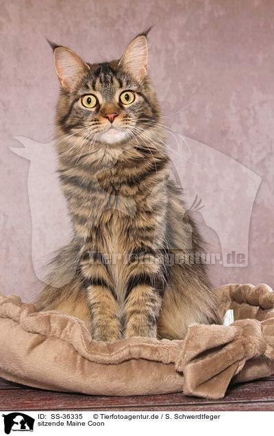 sitzende Maine Coon / sitting Maine Coon / SS-36335