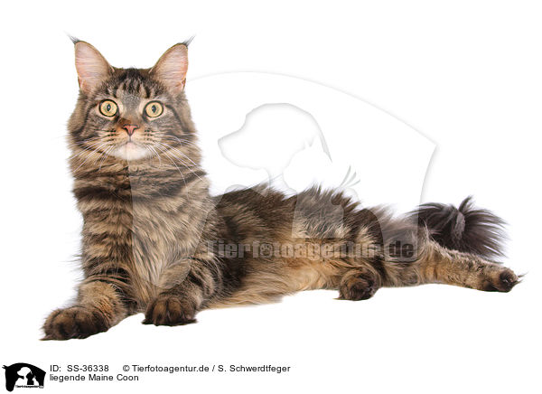 liegende Maine Coon / lying Maine Coon / SS-36338