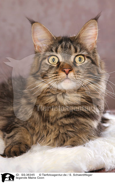 liegende Maine Coon / lying Maine Coon / SS-36345
