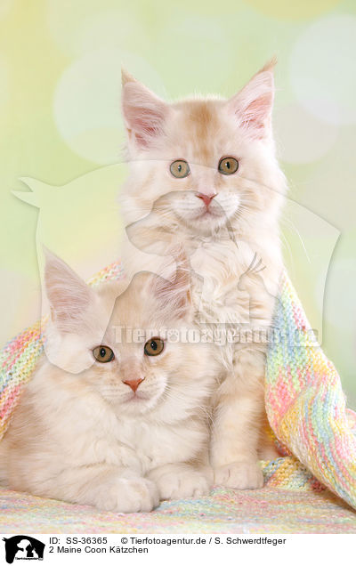 2 Maine Coon Ktzchen / SS-36365