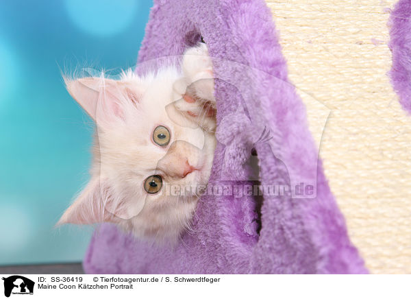 Maine Coon Ktzchen Portrait / Maine Coon kitten portrait / SS-36419