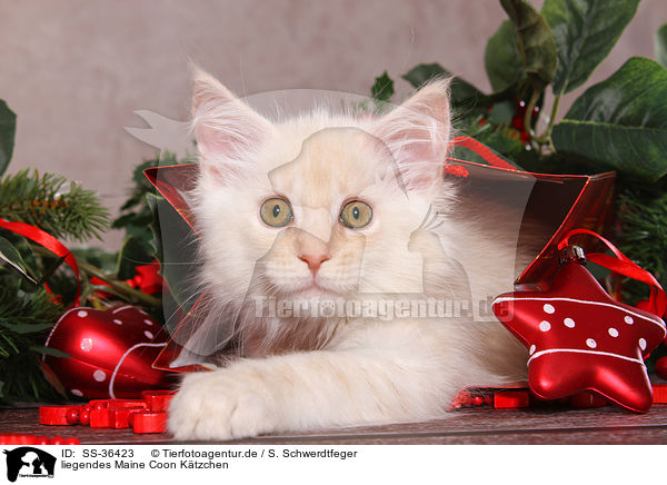 liegendes Maine Coon Ktzchen / lying Maine Coon kitten / SS-36423
