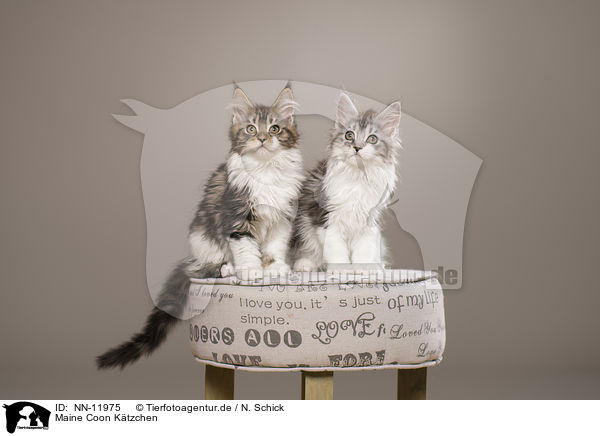 Maine Coon Ktzchen / NN-11975
