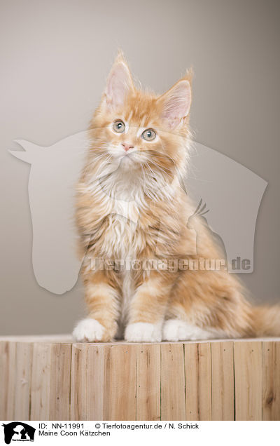 Maine Coon Ktzchen / Maine Coon Kitten / NN-11991