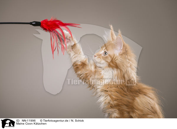 Maine Coon Ktzchen / Maine Coon Kitten / NN-11996