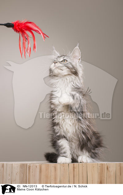 Maine Coon Ktzchen / Maine Coon Kitten / NN-12013