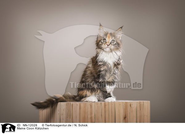 Maine Coon Ktzchen / NN-12028