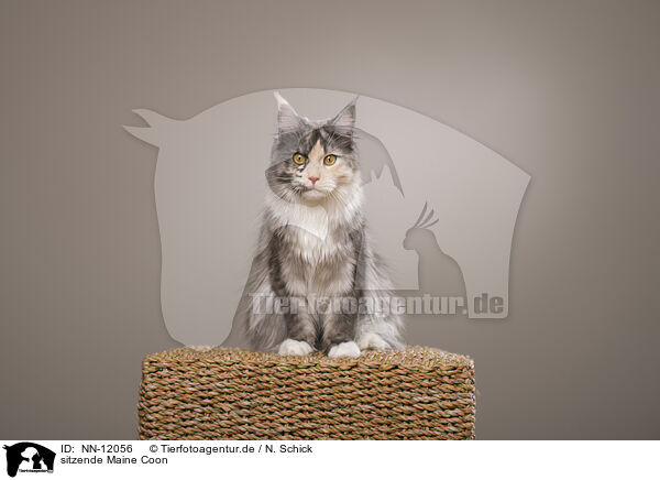 sitzende Maine Coon / sitting Maine Coon / NN-12056