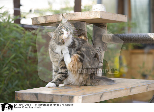 Maine Coon kratzt sich / itching Maine Coon / NN-12061