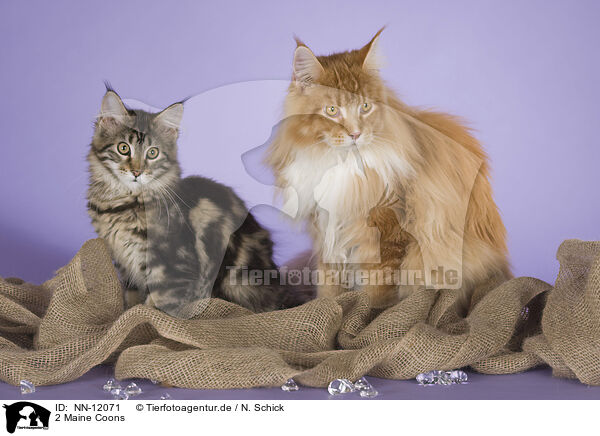 2 Maine Coons / 2 Maine Coons / NN-12071
