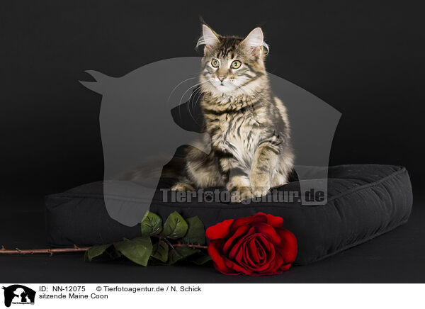 sitzende Maine Coon / NN-12075