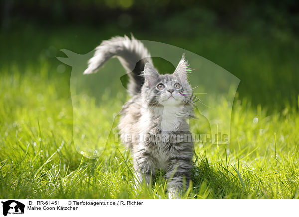 Maine Coon Ktzchen / Maine Coon kitten / RR-61451