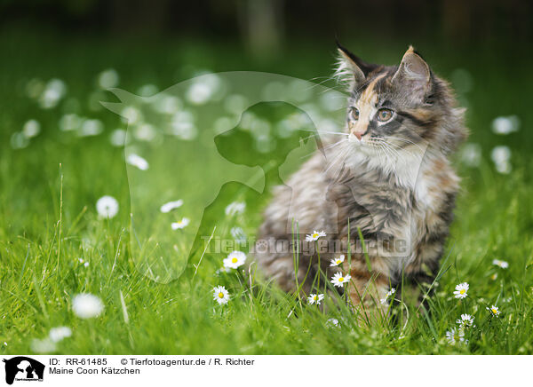 Maine Coon Ktzchen / Maine Coon kitten / RR-61485
