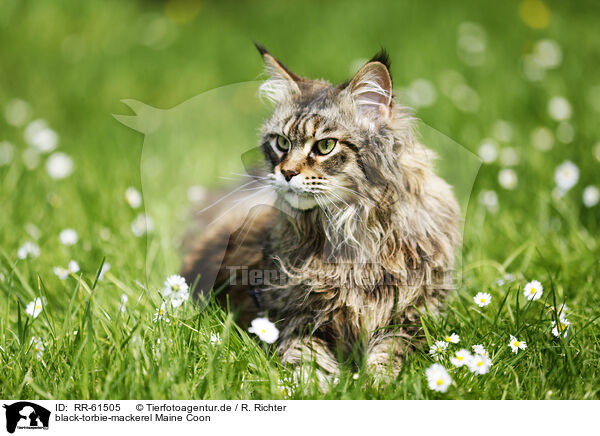 black-torbie-mackerel Maine Coon / black-torbie-mackerel Maine Coon / RR-61505
