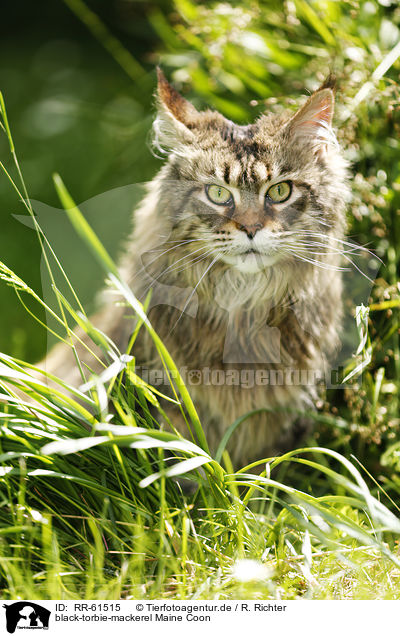 black-torbie-mackerel Maine Coon / black-torbie-mackerel Maine Coon / RR-61515