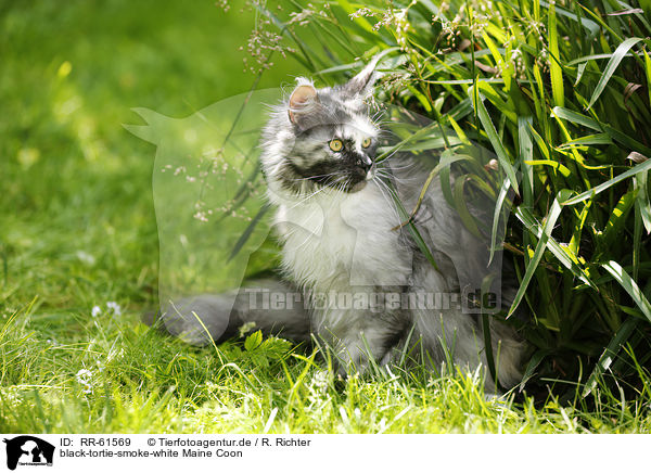 black-tortie-smoke-white Maine Coon / black-tortie-smoke-white Maine Coon / RR-61569