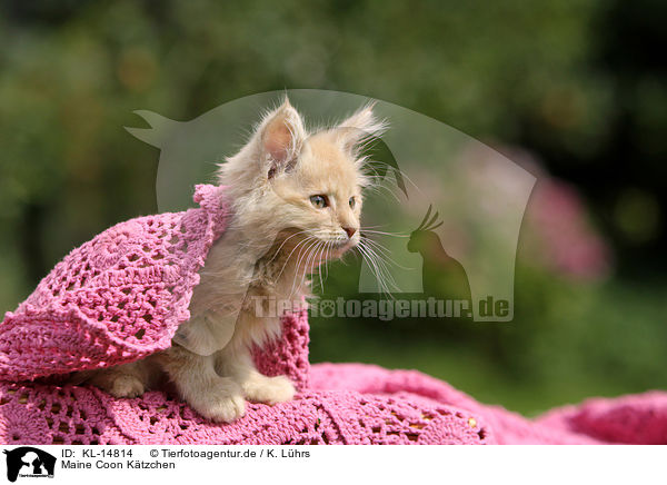 Maine Coon Ktzchen / Maine Coon Kitten / KL-14814