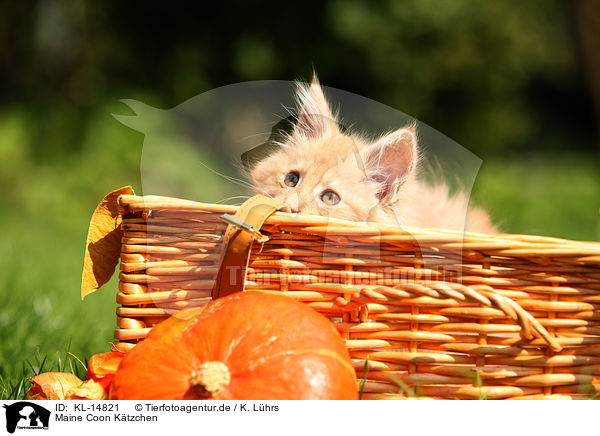 Maine Coon Ktzchen / Maine Coon Kitten / KL-14821