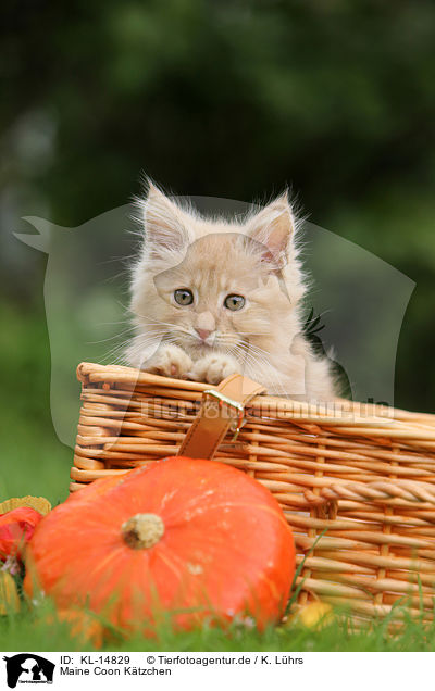 Maine Coon K�tzchen / Maine Coon Kitten / KL-14829