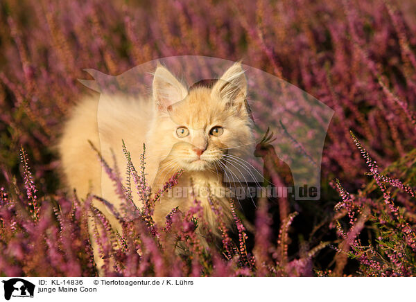 junge Maine Coon / young Maine Coon / KL-14836