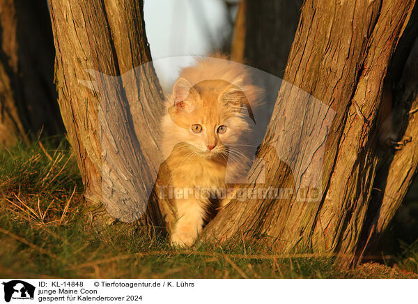 junge Maine Coon / KL-14848