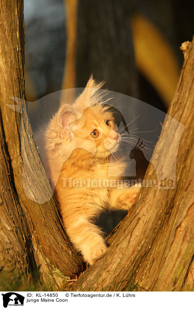 junge Maine Coon / young Maine Coon / KL-14850