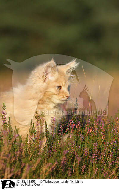 junge Maine Coon / young Maine Coon / KL-14855
