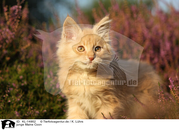 junge Maine Coon / young Maine Coon / KL-14862
