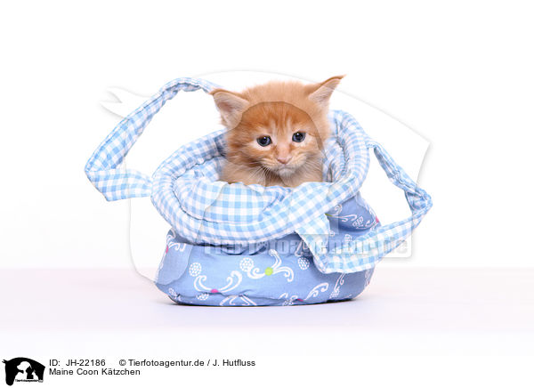 Maine Coon Ktzchen / JH-22186