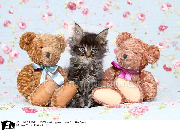 Maine Coon Ktzchen / JH-22207
