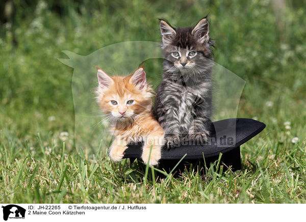 2 Maine Coon Ktzchen / JH-22265
