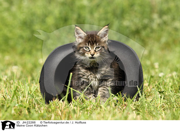 Maine Coon Ktzchen / JH-22266