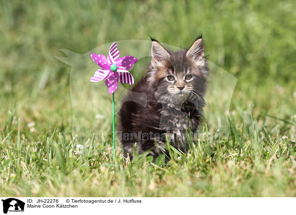 Maine Coon Ktzchen / JH-22276