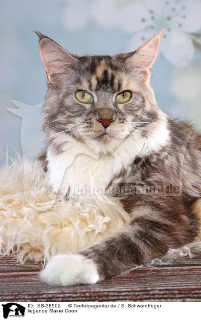liegende Maine Coon / lying Maine Coon / SS-38502