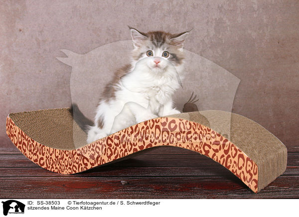 sitzendes Maine Coon Ktzchen / sitting Maine Coon Kitten / SS-38503