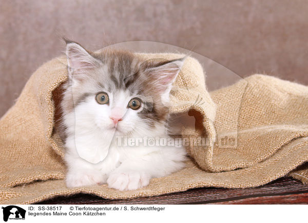 liegendes Maine Coon Ktzchen / lying Maine Coon Kitten / SS-38517