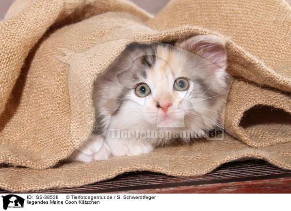 liegendes Maine Coon Ktzchen / lying Maine Coon Kitten / SS-38538