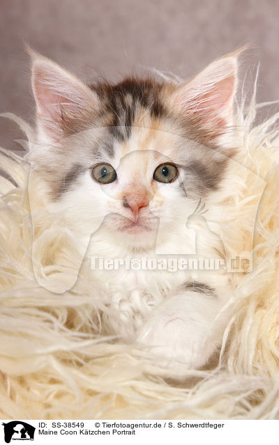 Maine Coon Ktzchen Portrait / SS-38549