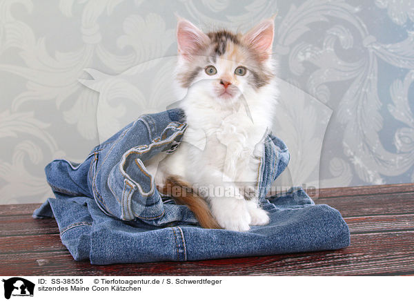 sitzendes Maine Coon K�tzchen / sitting Maine Coon Kitten / SS-38555