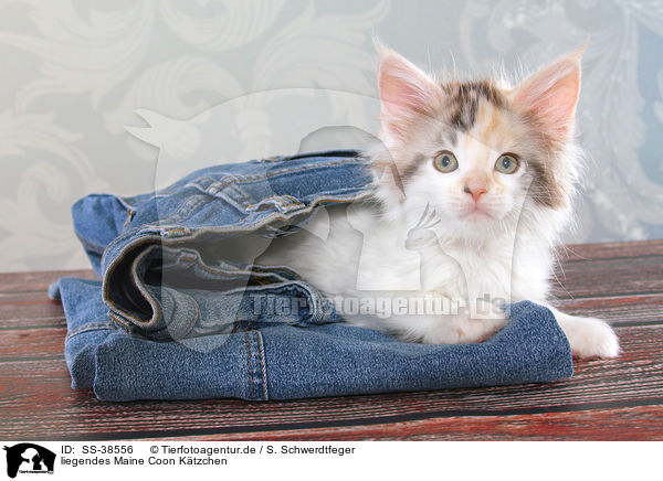 liegendes Maine Coon K�tzchen / lying Maine Coon Kitten / SS-38556