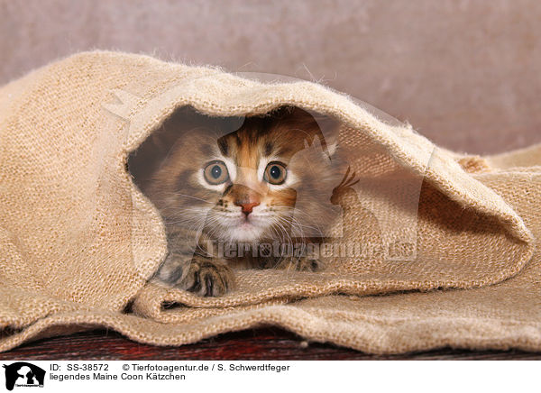 liegendes Maine Coon Ktzchen / SS-38572