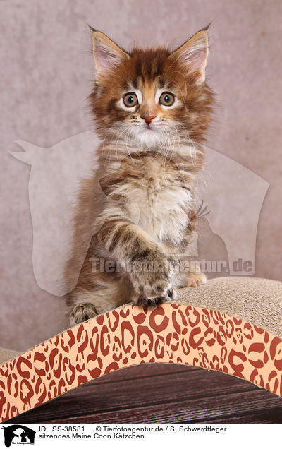 sitzendes Maine Coon Ktzchen / sitting Maine Coon Kitten / SS-38581