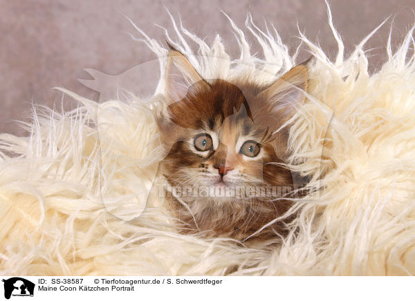 Maine Coon Ktzchen Portrait / SS-38587