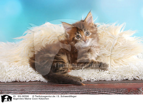 liegendes Maine Coon Ktzchen / SS-38598