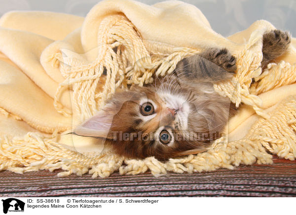 liegendes Maine Coon Ktzchen / lying Maine Coon Kitten / SS-38618