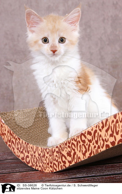 sitzendes Maine Coon Ktzchen / sitting Maine Coon Kitten / SS-38626