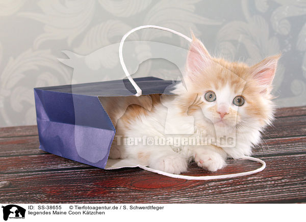 liegendes Maine Coon Ktzchen / SS-38655