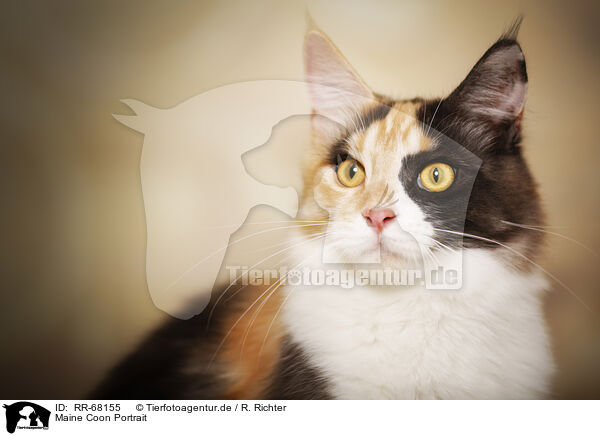 Maine Coon Portrait / RR-68155