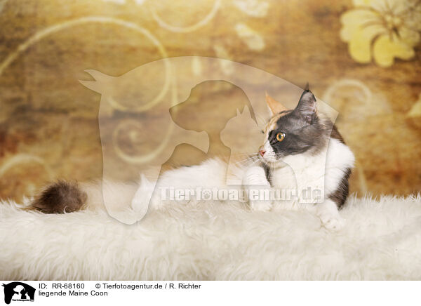 liegende Maine Coon / lying Maine Coon / RR-68160